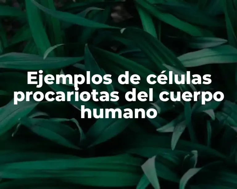 Ejemplos de células procariotas del cuerpo humano