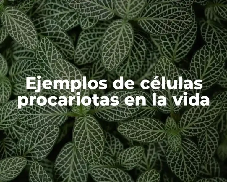 Ejemplos de células procariotas en la vida