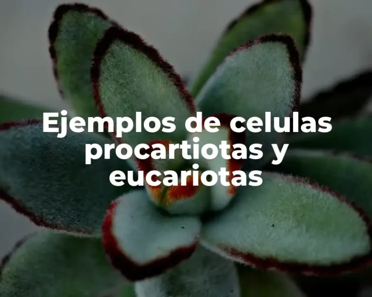 Ejemplos de celulas procartiotas y eucariotas