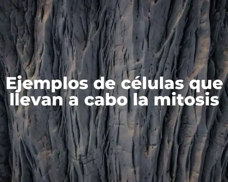 Ejemplos de células que llevan a cabo la mitosis