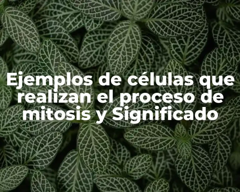 Ejemplos de células que realizan el proceso de mitosis y Significado