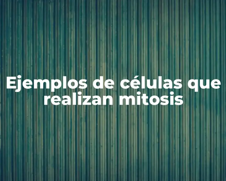 Ejemplos de células que realizan mitosis