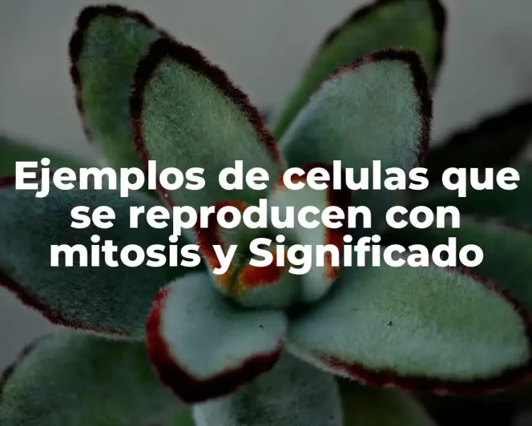 Ejemplos de celulas que se reproducen con mitosis y Significado