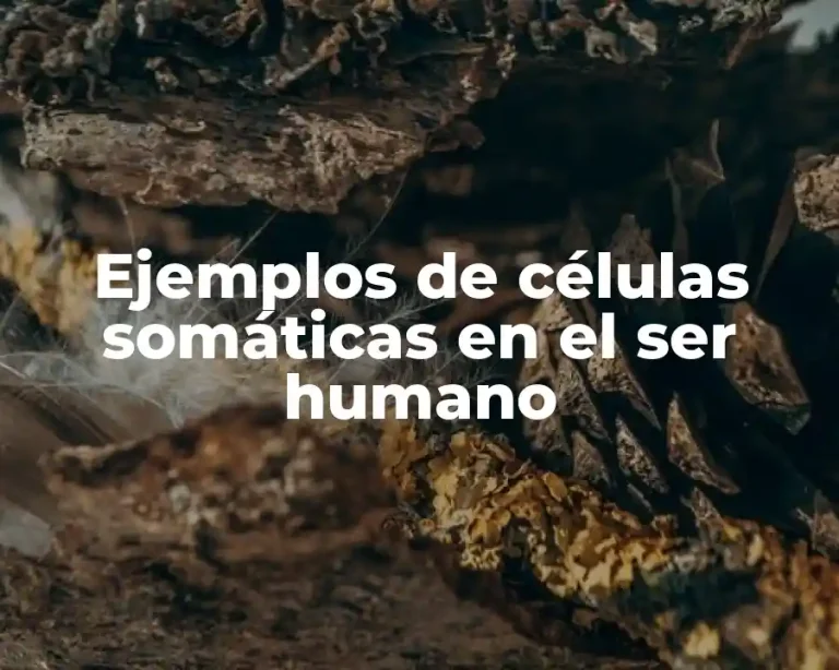 Ejemplos de células somáticas en el ser humano