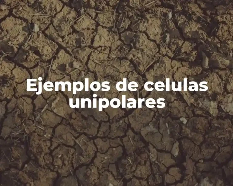 Ejemplos de celulas unipolares