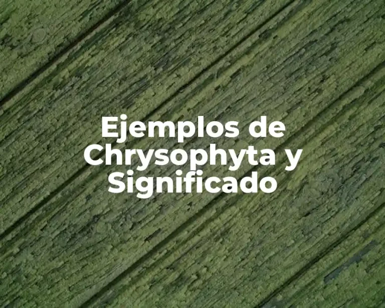 Ejemplos de Chrysophyta y Significado