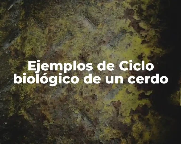 Ejemplos de Ciclo biológico de un cerdo