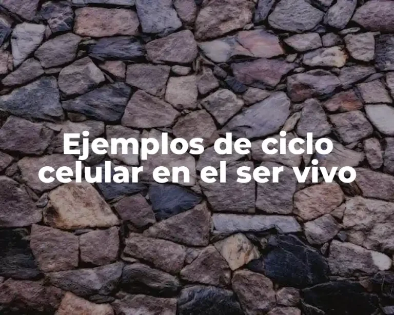 Ejemplos de ciclo celular en el ser vivo