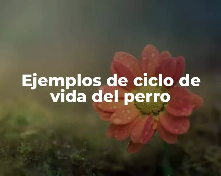 Ejemplos de ciclo de vida del perro