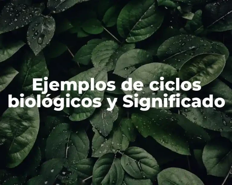 Ejemplos de ciclos biológicos y Significado