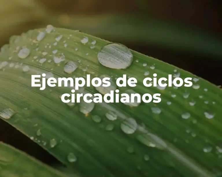 Ejemplos de ciclos circadianos
