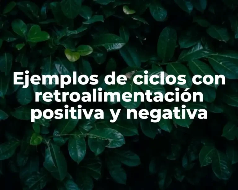 Ejemplos de ciclos con retroalimentación positiva y negativa