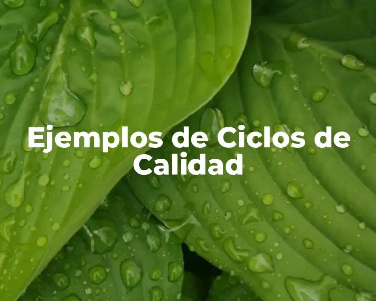 Ejemplos de Ciclos de Calidad