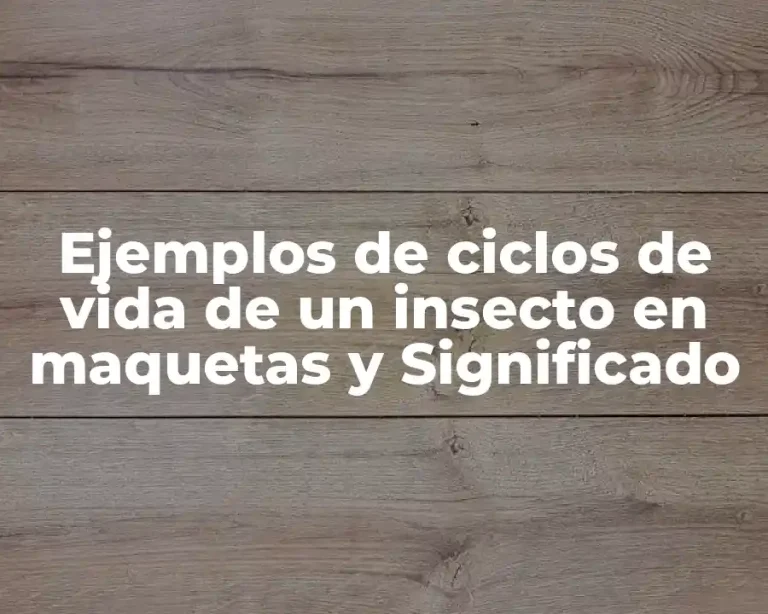 Ejemplos de ciclos de vida de un insecto en maquetas y Significado