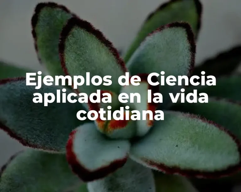 Ejemplos de Ciencia aplicada en la vida cotidiana