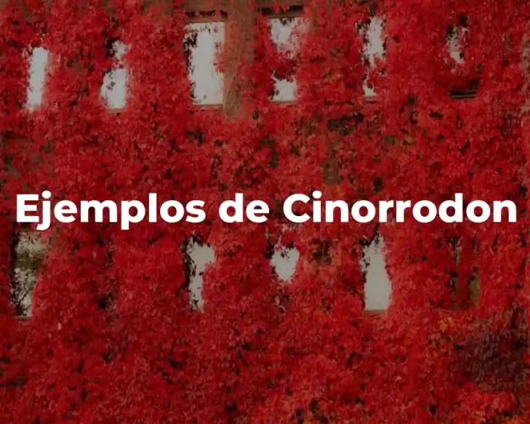 Ejemplos de Cinorrodon