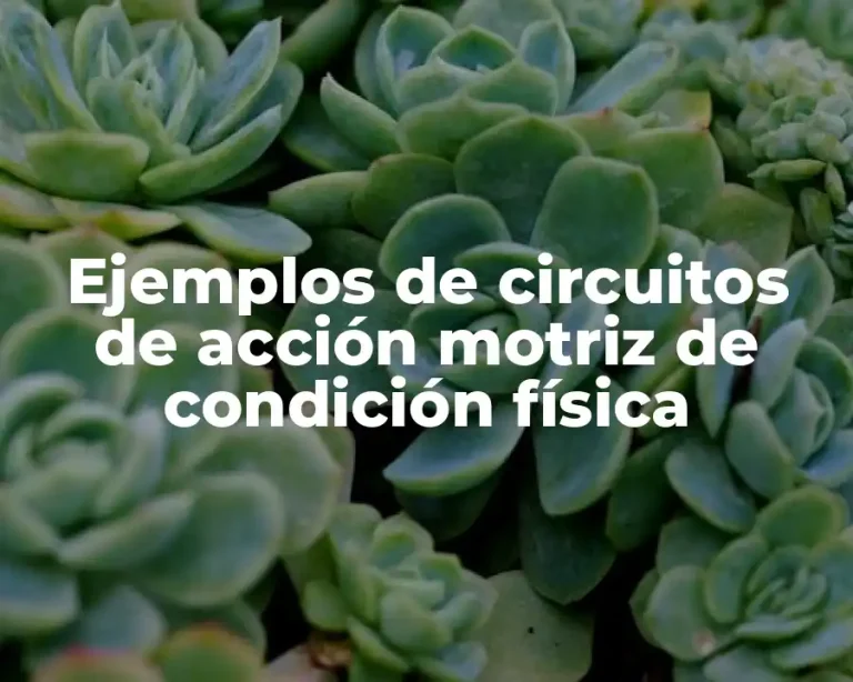 Ejemplos de circuitos de acción motriz de condición física
