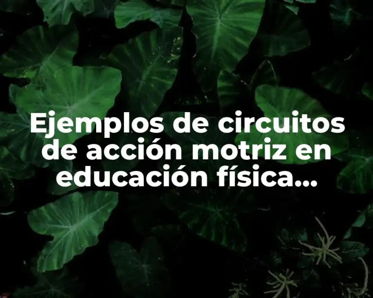 Ejemplos de circuitos de acción motriz en educación física primaria