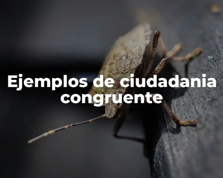 Ejemplos de ciudadania congruente