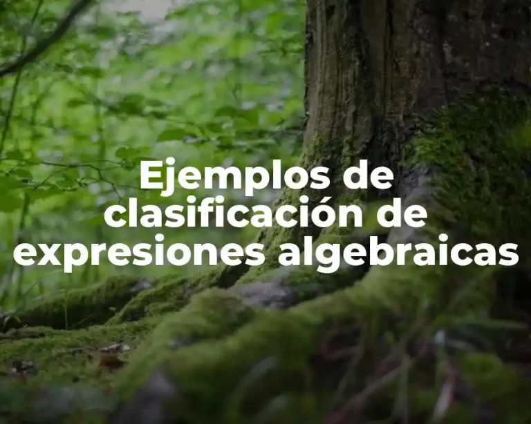 Ejemplos de clasificación de expresiones algebraicas