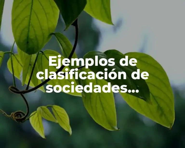 Ejemplos de clasificación de sociedades cooperativas
