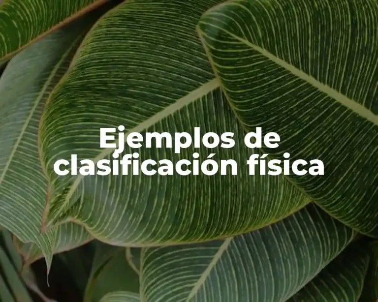 Ejemplos de clasificación física