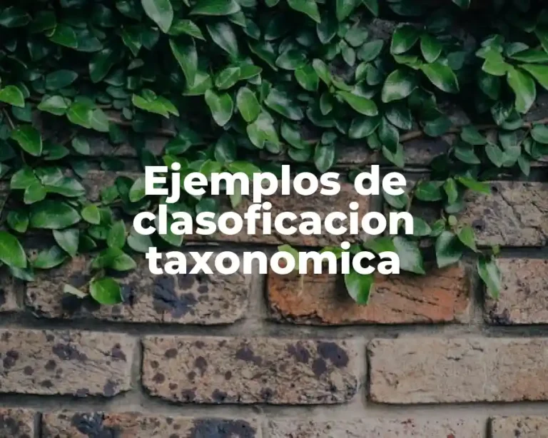 Ejemplos de clasoficacion taxonomica