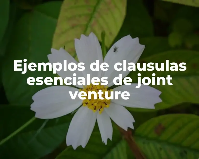 Ejemplos de clausulas esenciales de joint venture