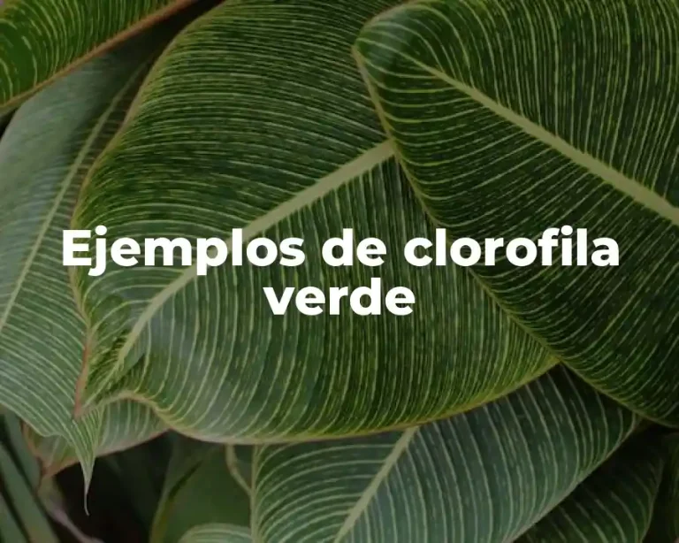 Ejemplos de clorofila verde