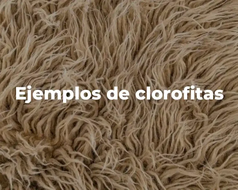 Ejemplos de clorofitas