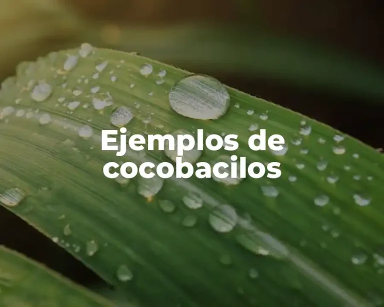 Ejemplos de cocobacilos