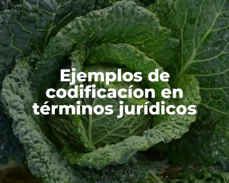 Ejemplos de codificacíon en términos jurídicos