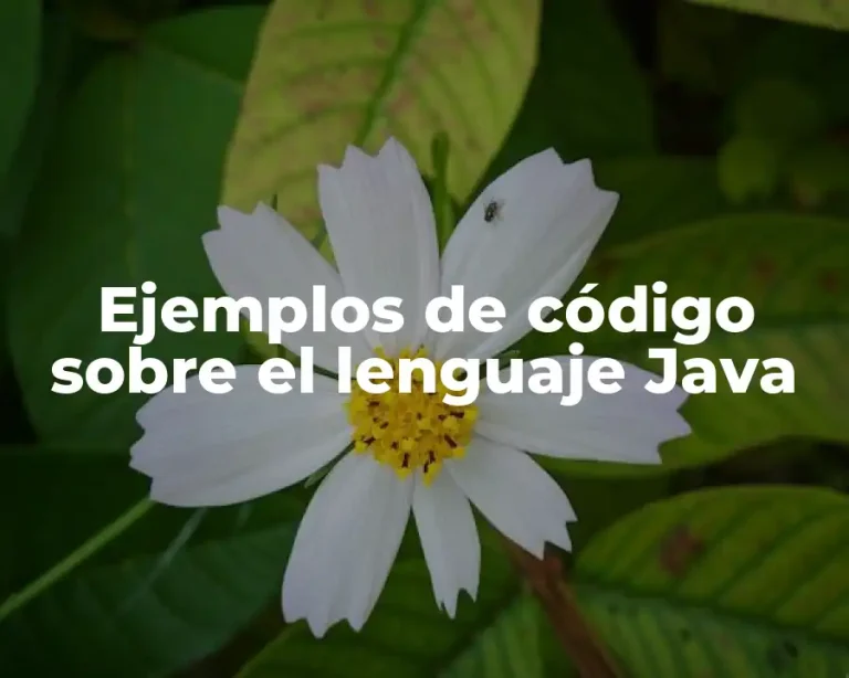 Ejemplos de código sobre el lenguaje Java