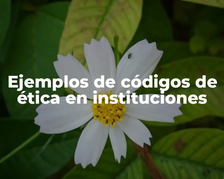 Ejemplos de códigos de ética en instituciones
