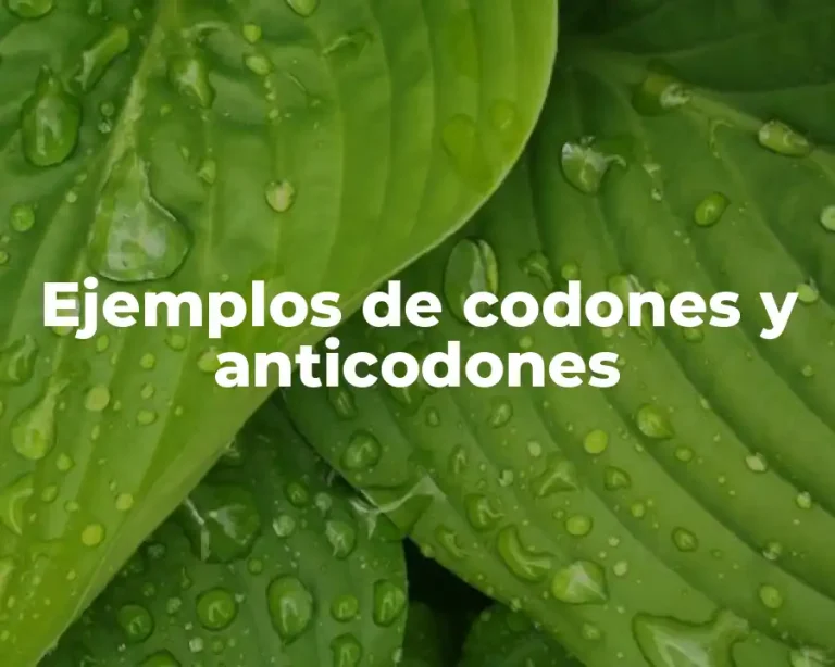 Ejemplos de codones y anticodones