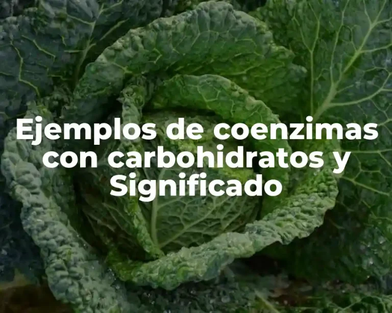 Ejemplos de coenzimas con carbohidratos y Significado