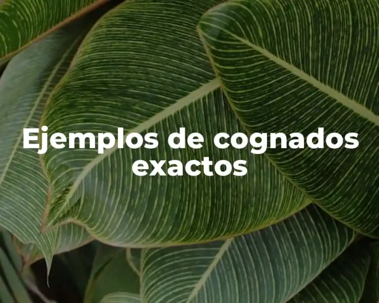 Ejemplos de cognados exactos