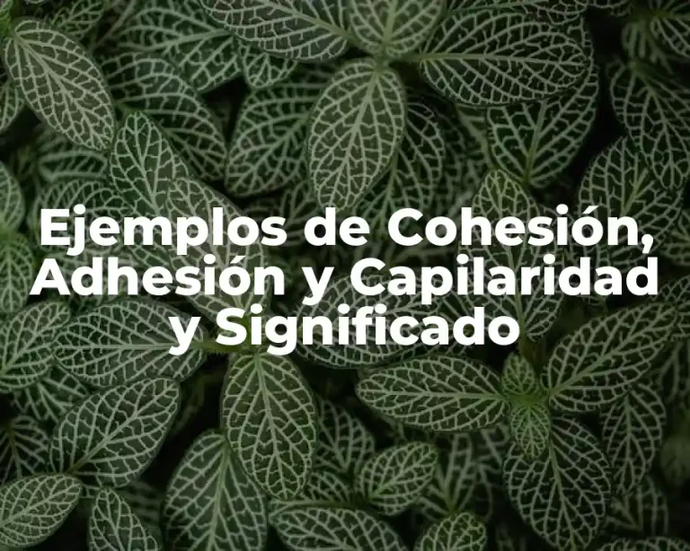 Ejemplos de Cohesión, Adhesión y Capilaridad y Significado