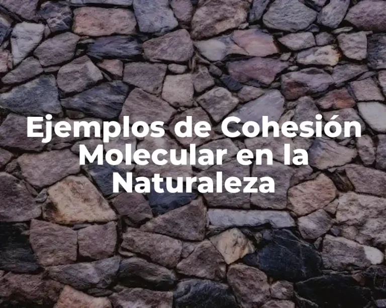 Ejemplos de Cohesión Molecular en la Naturaleza