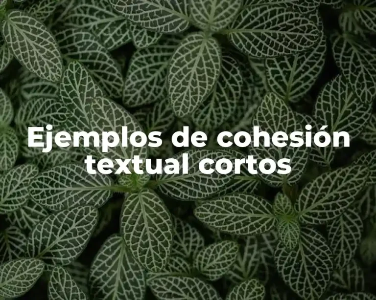 Ejemplos de cohesión textual cortos