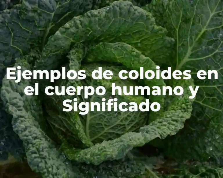 Ejemplos de coloides en el cuerpo humano y Significado