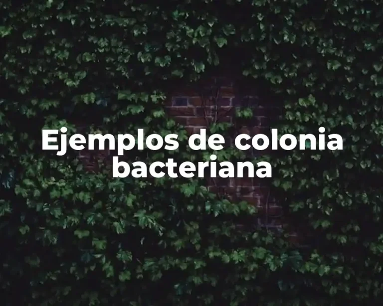 Ejemplos de colonia bacteriana