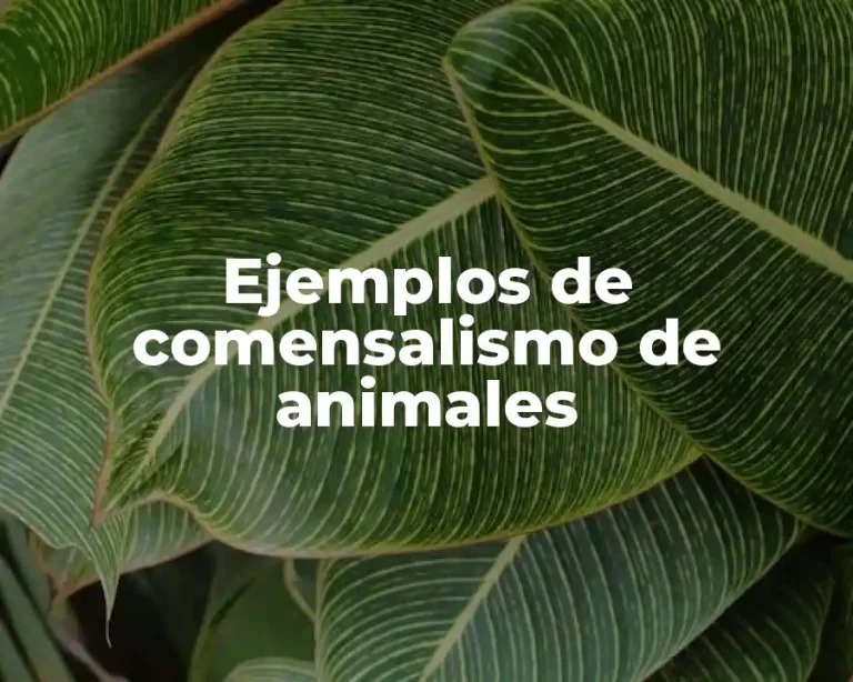 Ejemplos de comensalismo de animales