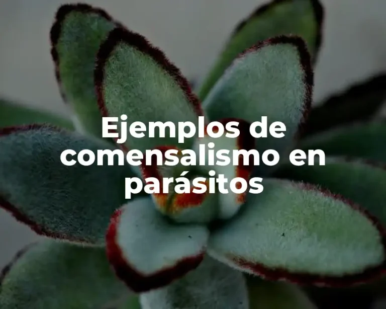 Ejemplos de comensalismo en parásitos