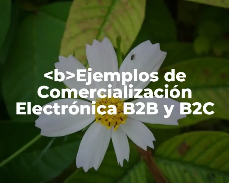 <b>Ejemplos de Comercialización Electrónica B2B y B2C