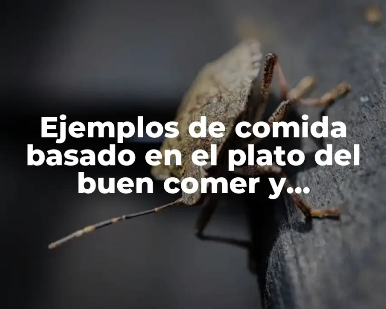 Ejemplos de comida basado en el plato del buen comer y Significado