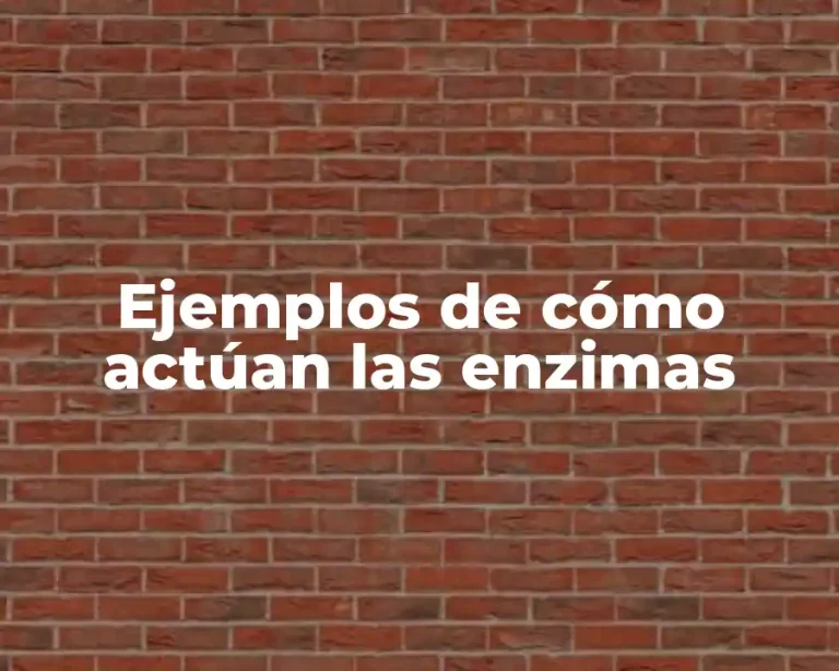 Ejemplos de cómo actúan las enzimas