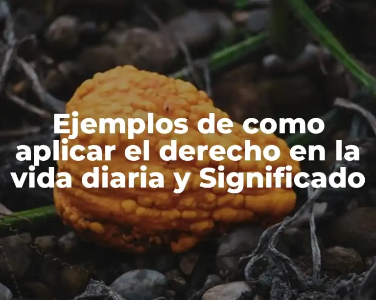 Ejemplos de como aplicar el derecho en la vida diaria y Significado