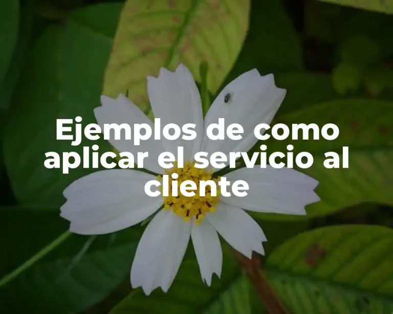 Ejemplos de como aplicar el servicio al cliente