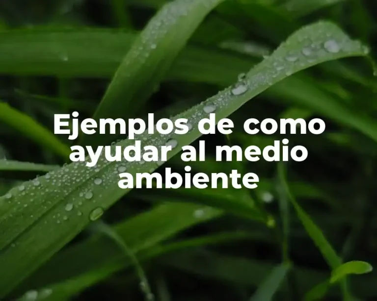 Ejemplos de como ayudar al medio ambiente